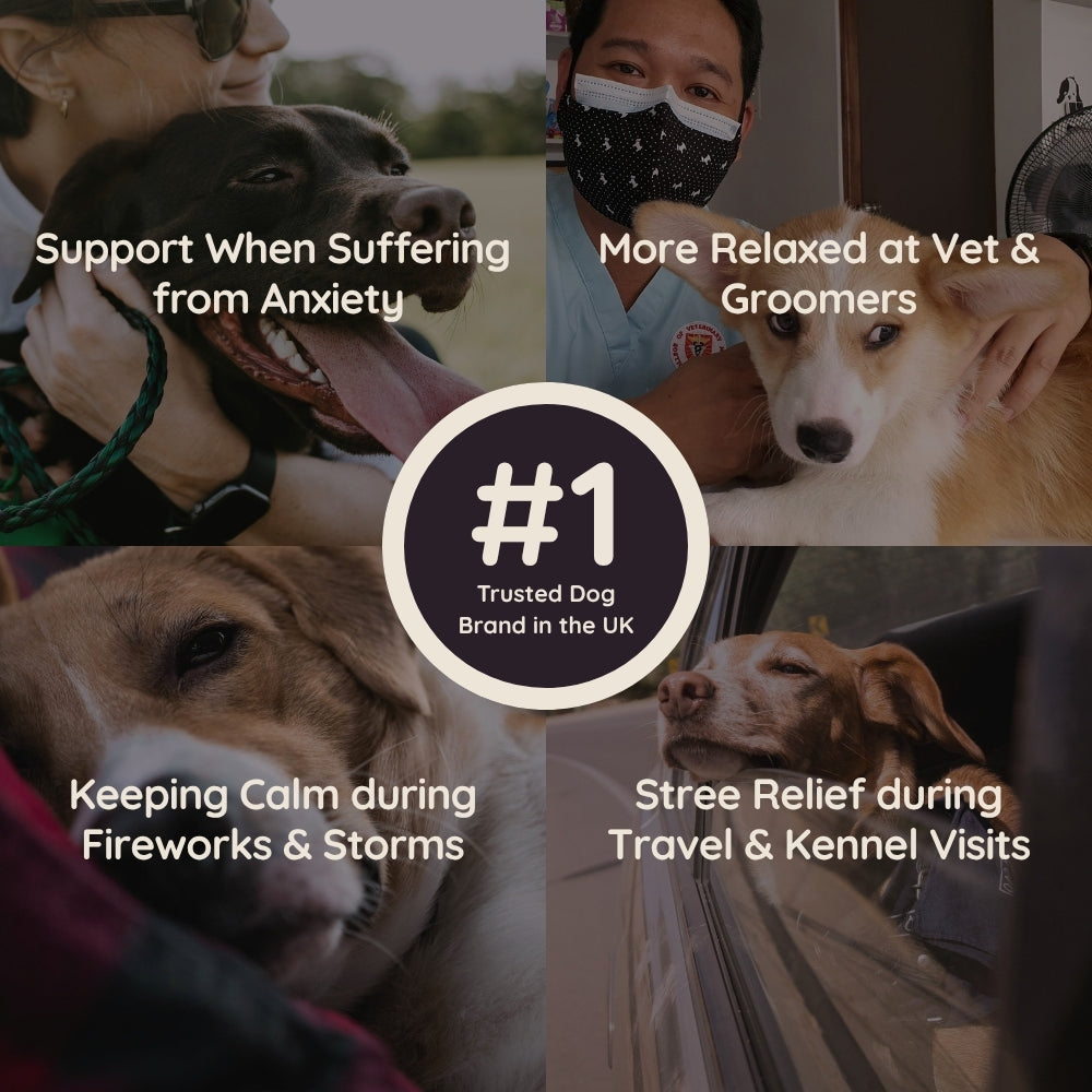 Calming Soft Chews for Dogs – Non-Drowsy, Vet-Formulated (60 Chews)
