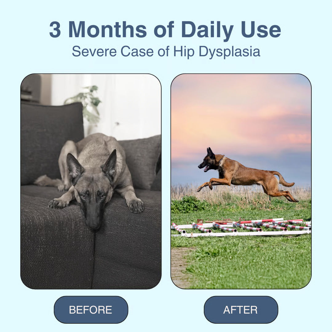 MOBILITY - Hip & Joint Dog Supplement