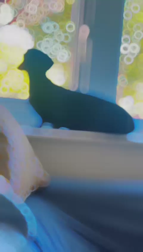 Load video: 
